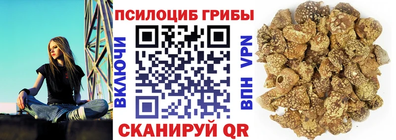 omg   Валдай  Псилоцибиновые грибы Psilocybe 